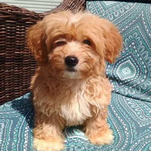 Samuel - Yorkie-Chon Male