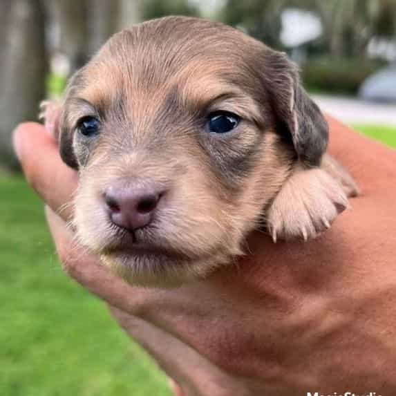 Blue Base Shade - Dachshund Female