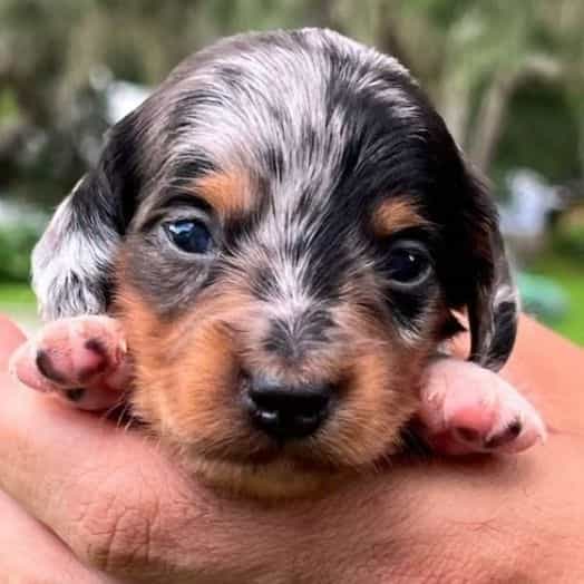 Black and Tan D - Dachshund Male