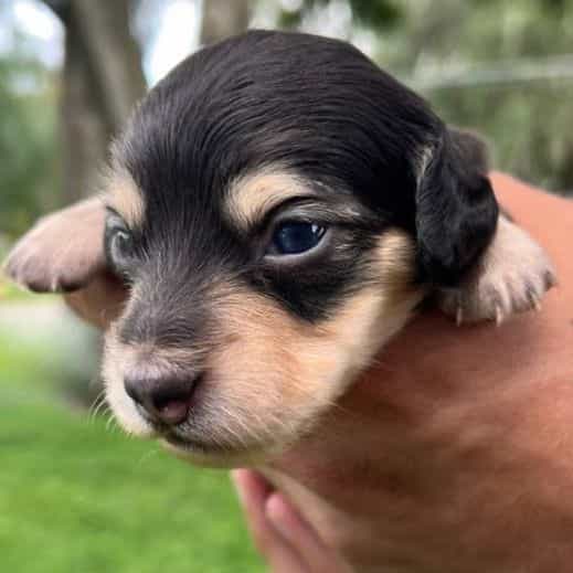 Black and Cream - Dachshund Male