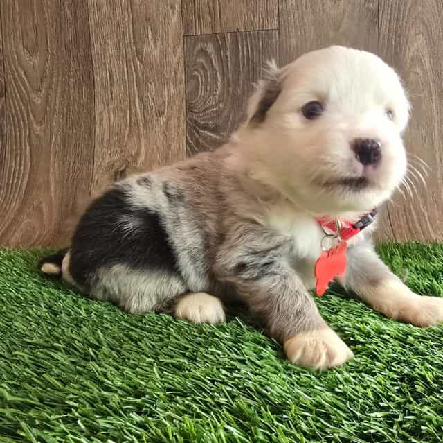 Cash - Australian Shepherd Male