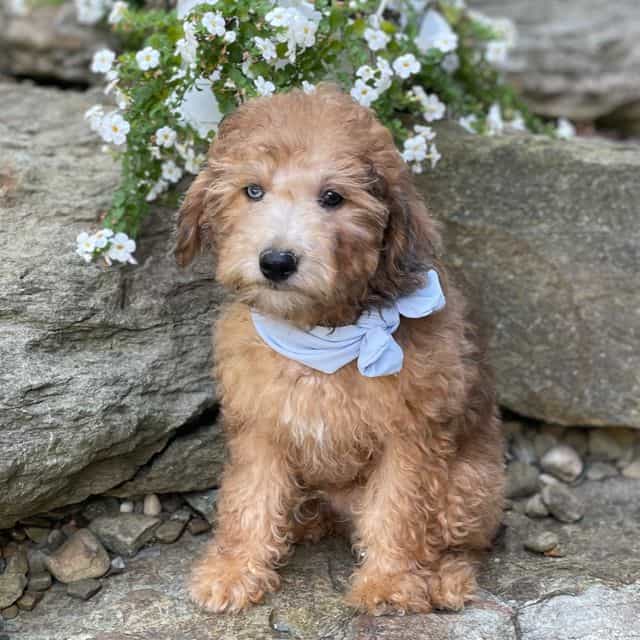 Teddy - Toy Poodle Male