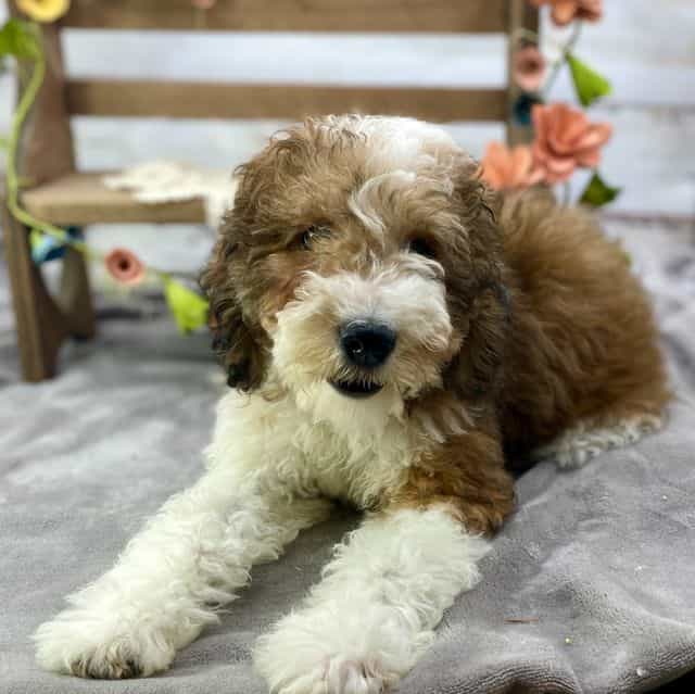 Theodore - Toy Poodle Male