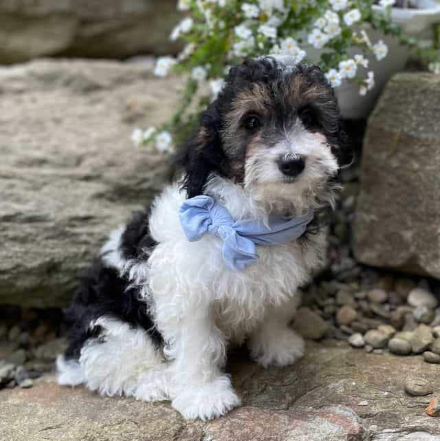 Tobias - Toy Poodle Male