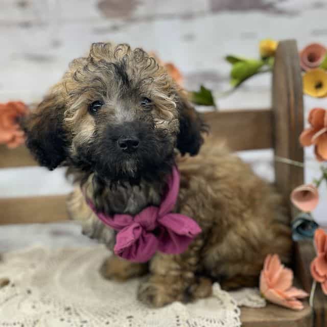 Tara - Toy Poodle Female