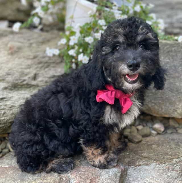 Tessa - Toy Poodle Female