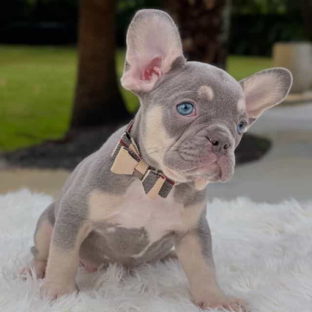 DALLAS - French Bulldog Male