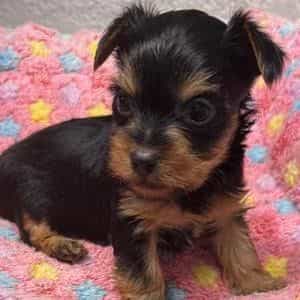 Annie - Yorkshire Terrier Female