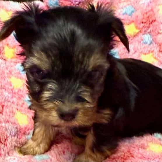 Amy - Yorkshire Terrier Female