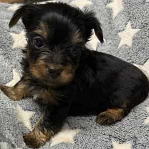 Alex - Yorkshire Terrier Male