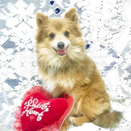 SIR FABIO - Pomeranian Male