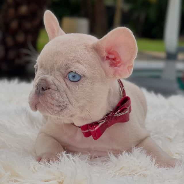 Dennis  - French Bulldog Male