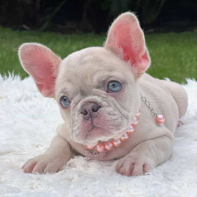Danna - French Bulldog Female