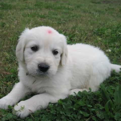 timo - Golden Retriever Male