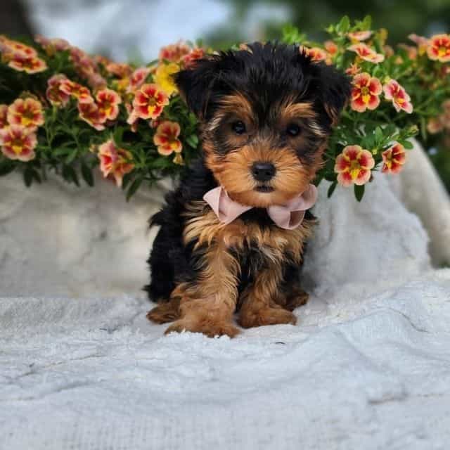 Bastian - Yorkshire Terrier Male