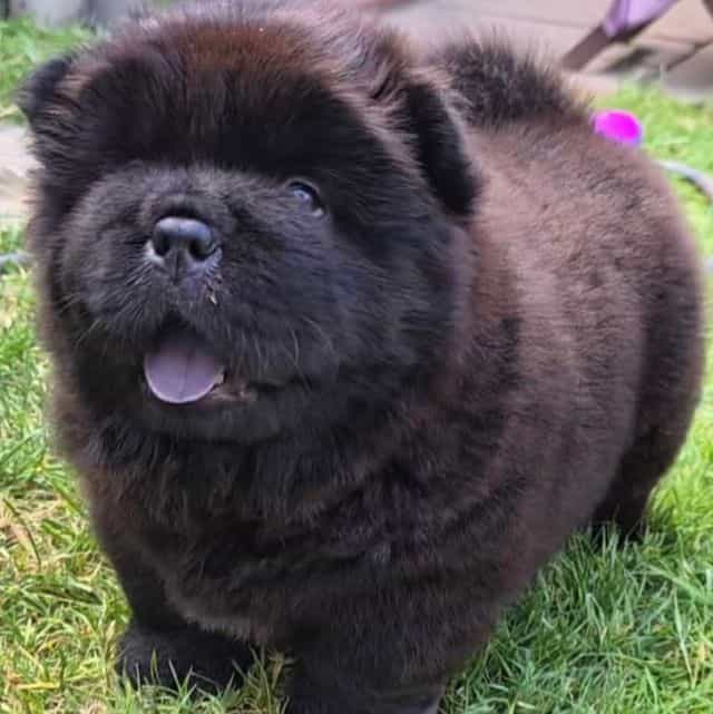 Benny - Chow Chow Male