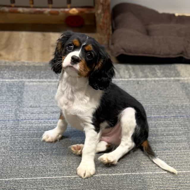 Simon - Cavalier King Charles Spaniel Male