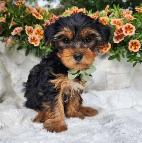 Simon - Yorkshire Terrier Male