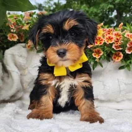 Baxter - Yorkshire Terrier Male