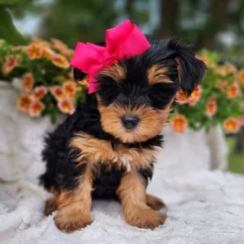 Penny - Yorkshire Terrier Female