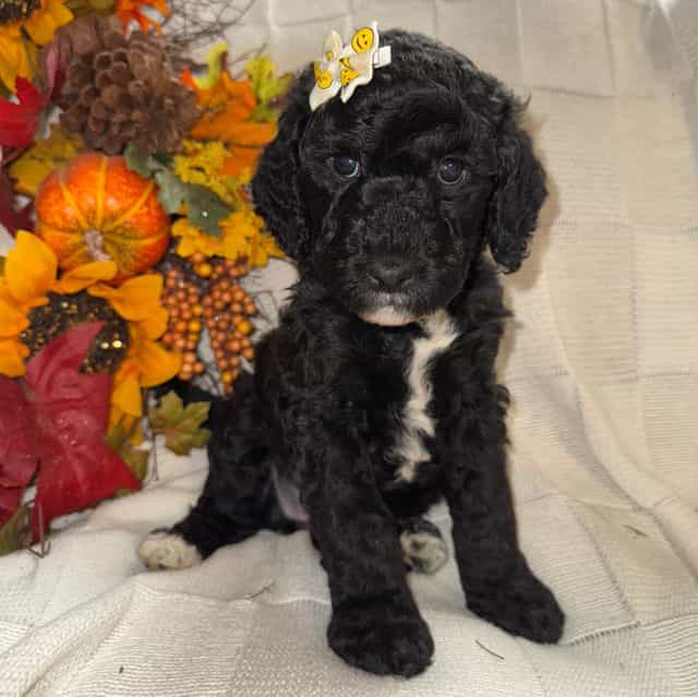 Prancer - Labradoodle Female