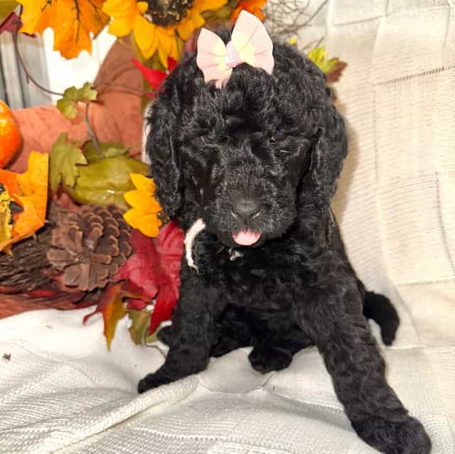 Steely - Labradoodle Female