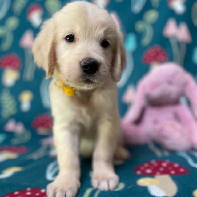 ALC Yara - Golden Retriever Female