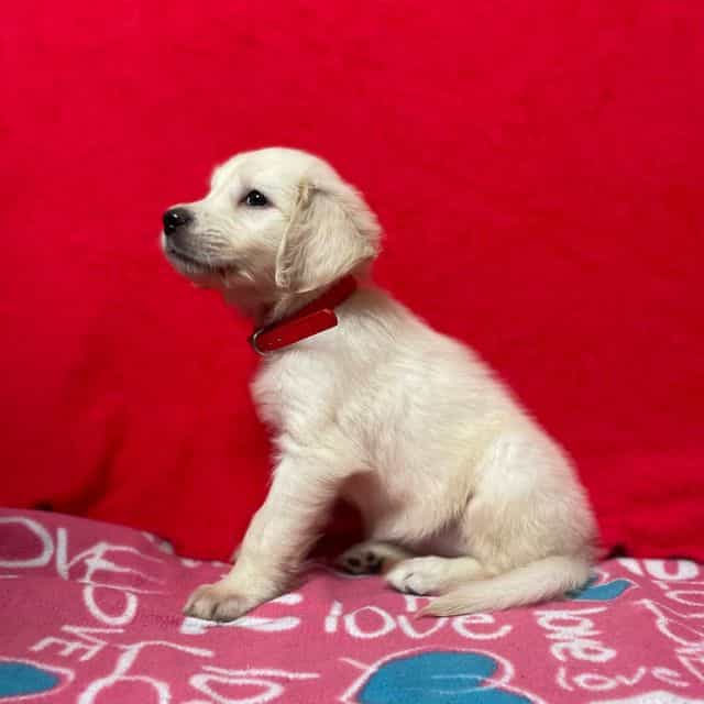 AKC Ruby - Golden Retriever Female