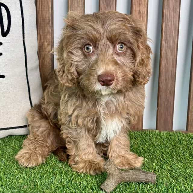 Dallas - Cavapoo Male