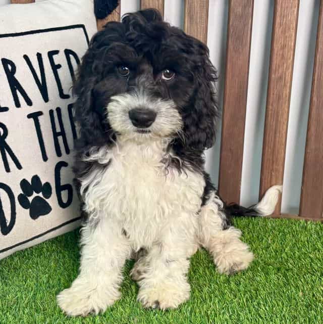 Case - Cavapoo Male