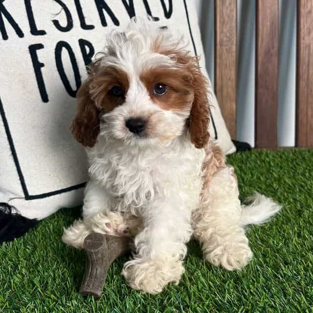 Wayne - Cavapoo Male