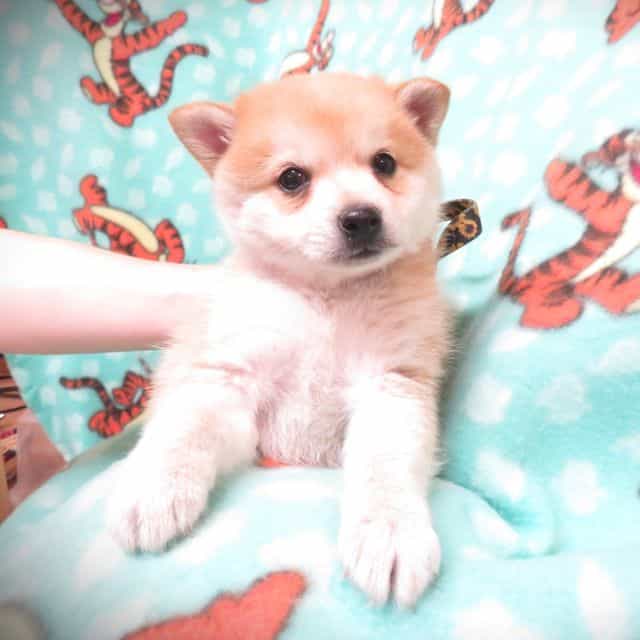 Prince Sparky - Alaskan Klee Kai Male
