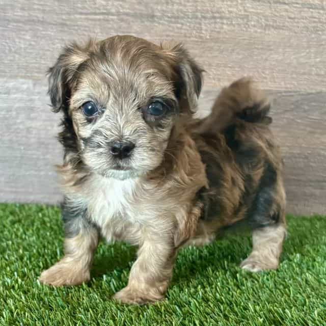 Mason - Maltipoo Male