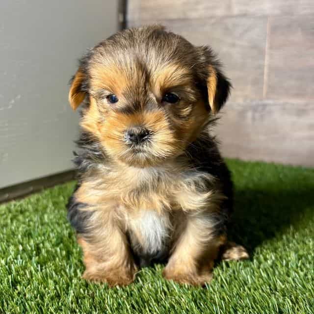 Yao - Yorkshire Terrier Male
