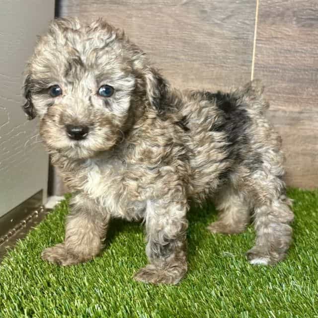 Pixie - Toy Poodle Female