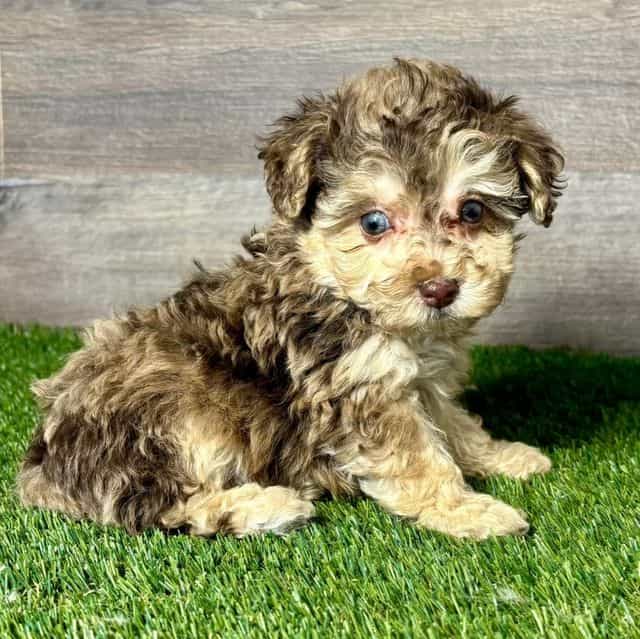 Pippin - Toy Poodle Male