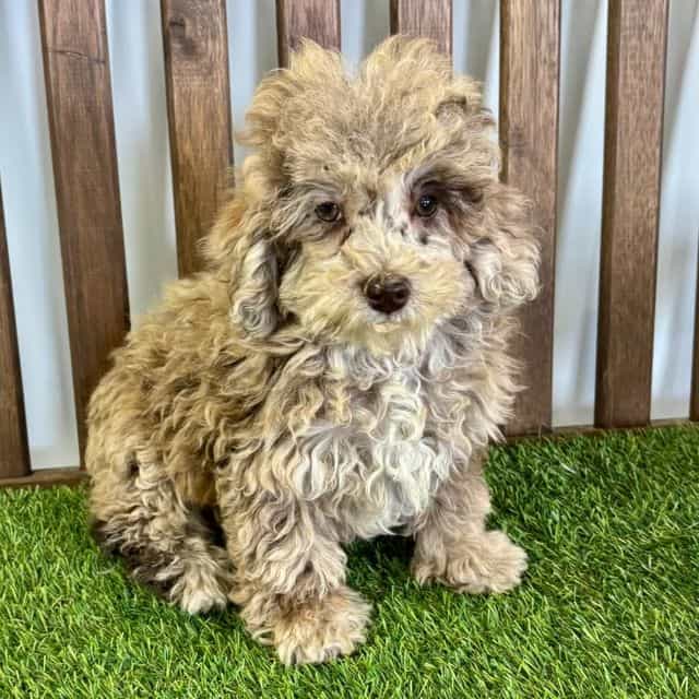 Tinsley - Toy Poodle Female