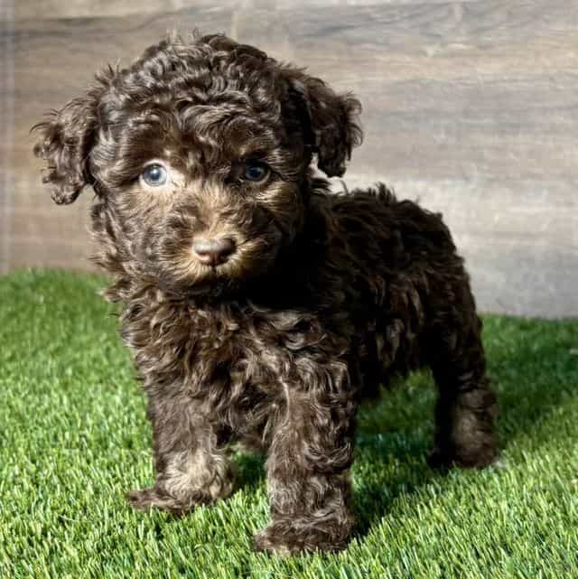 Penney - Toy Poodle Female