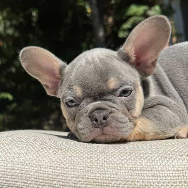 Alphonso “Fonzi - French Bulldog Male