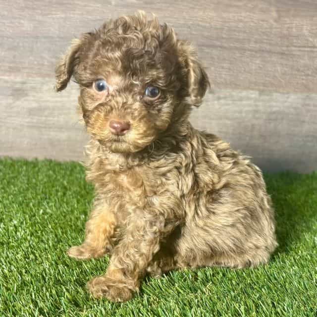 Paige - Toy Poodle Female