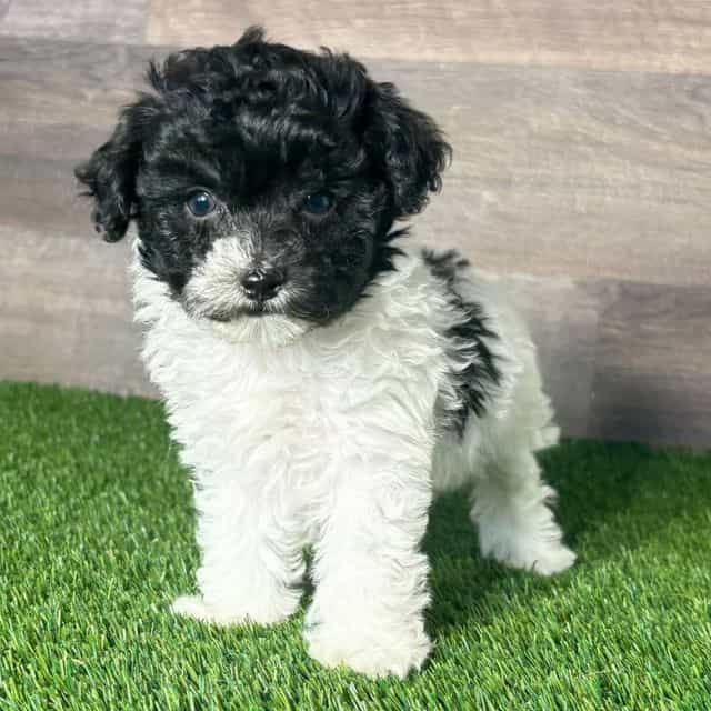 Paris - Toy Poodle Female