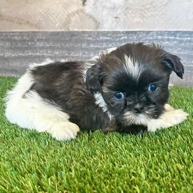 Sadie - Shih Tzu Female