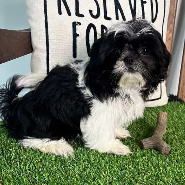 Sophie - Shih Tzu Female