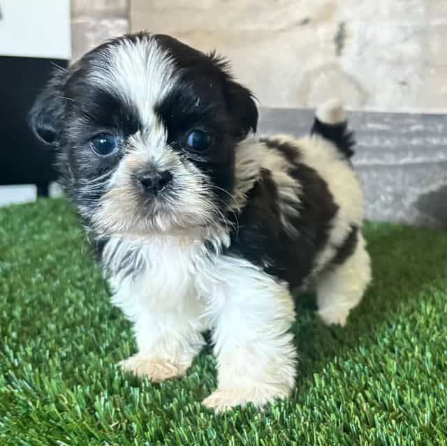 Skye - Shih Tzu Female