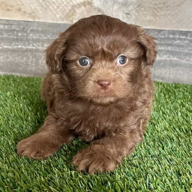 Finn - Shih-Poo Male