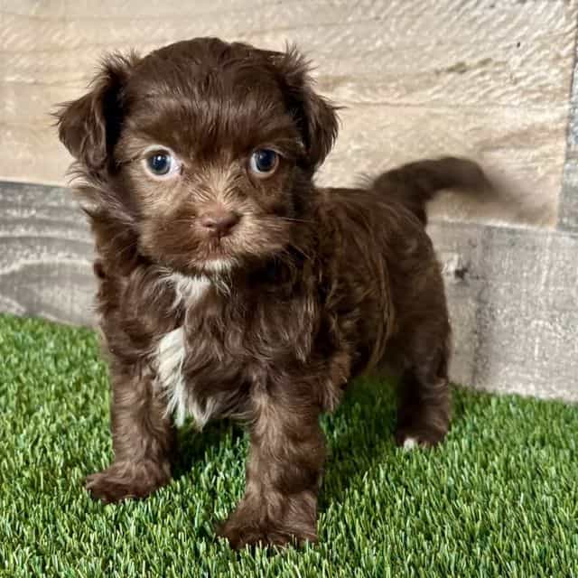 Flynn - Shih-Poo Male