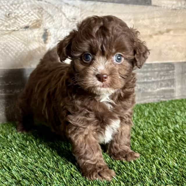 Fox - Shih-Poo Male