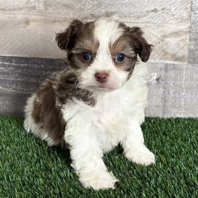 Fiji - Shih-Poo Female