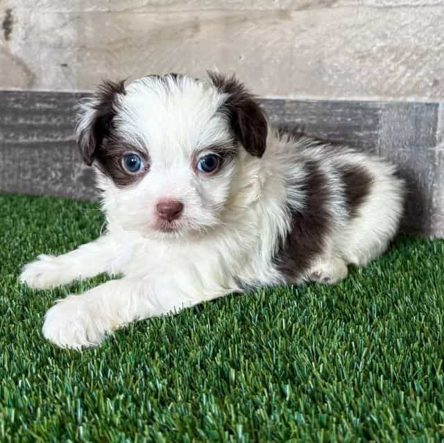 Floyd - Shih-Poo Male