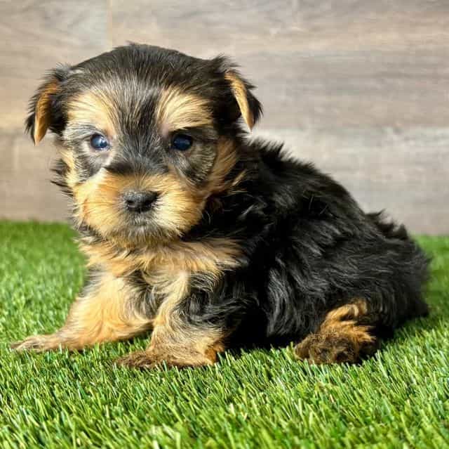 Yuri - Yorkshire Terrier Male